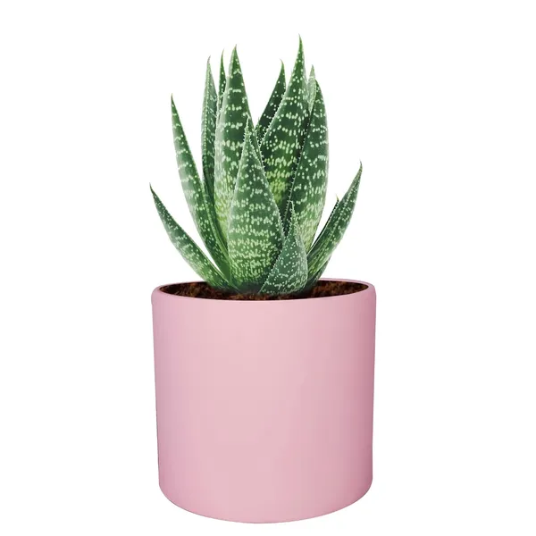 Sara_4_Inch_Pink_Ceramic_Pots_For_Indoor_Plants,_Planters,_Flower,_Pots,_Gamla,Outdoor,Balcony,Home,Round,Garden,_Office_Decor,Succulent(H_-_10.5_X_D_-_12_Cm)