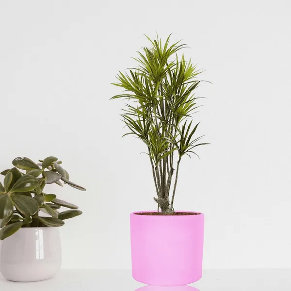 Sara_4_Inch_Purple_Ceramic_Pots_For_Indoor_Plants,_Planters,_Flower,_Pots,_Gamla,Outdoor,Balcony,Home,Round,Garden,_Office_Decor,Succulent(H_-_10.5_X_D_-_12_Cm)