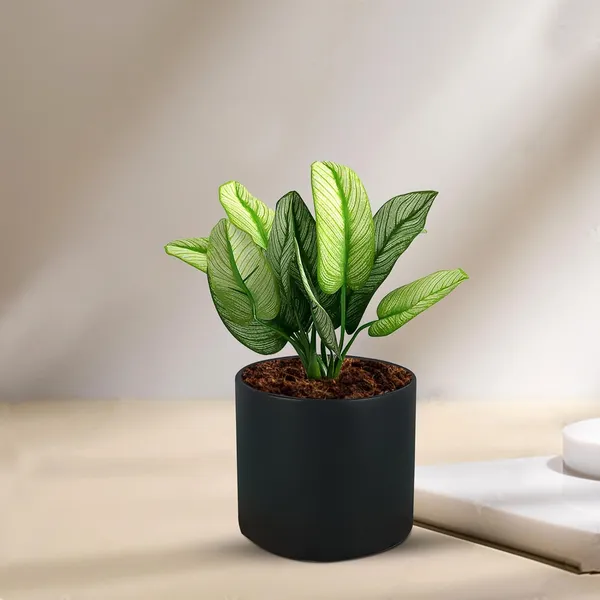 Sara_4_Inch_Black_Ceramic_Pots_For_Indoor_Plants,_Planters,_Flower,_Pots,_Gamla,Outdoor,Balcony,Home,Round,Garden,_Office_Decor,Succulent(H_-_10.5_X_D_-_12_Cm)