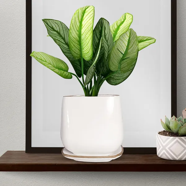 Pearl_Medium_White_Gold_With_Plate_Ceramic_Pots_For_Indoor_Plants,Planters,Flower,Gamla,Outdoor,Balcony,Home,Garden,Office_Decor,Succulent(L-15_X_W-15_X_H-13.5_Cm)