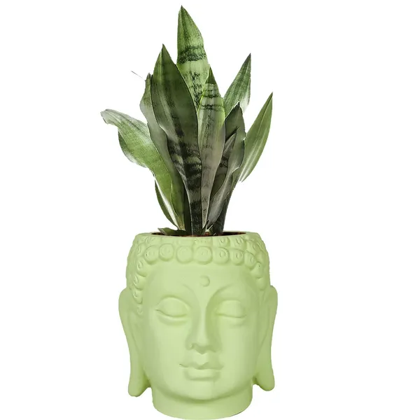 Buddha_6_Mint_Ceramic_Pots_For_Indoor_Plants,_Planters,_Flower,_Pots,_Gamla,Outdoor,Balcony,Home,Round,Garden,_Office_Decor,Succulent(H_-_15.5_X_D_-_16_Cm)