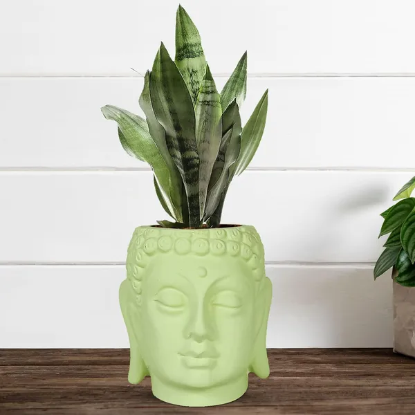 Buddha_6_Mint_Ceramic_Pots_For_Indoor_Plants,_Planters,_Flower,_Pots,_Gamla,Outdoor,Balcony,Home,Round,Garden,_Office_Decor,Succulent(H_-_15.5_X_D_-_16_Cm)