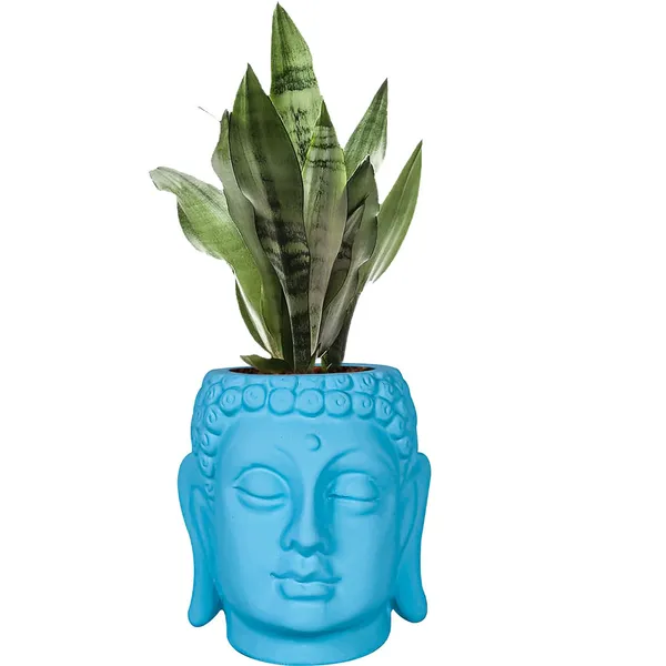 Buddha_6_Aqua_Ceramic_Pots_For_Indoor_Plants,_Planters,_Flower,_Pots,_Gamla,Outdoor,Balcony,Home,Round,Garden,_Office_Decor,Succulent(H_-_15.5_X_D_-_16_Cm)