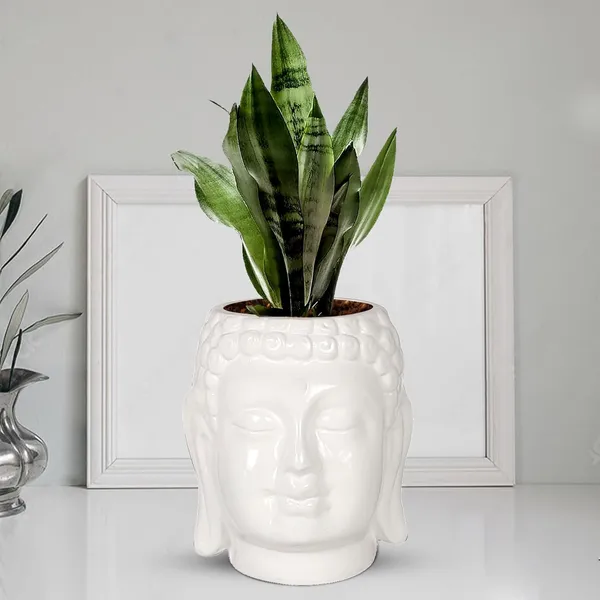 Buddha_6_White_Ceramic_Pots_For_Indoor_Plants,_Planters,_Flower,_Pots,_Gamla,Outdoor,Balcony,Home,Round,Garden,_Office_Decor,Succulent(H_-_15.5_X_D_-_16_Cm)