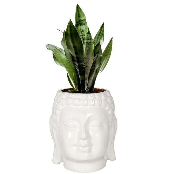 Buddha_6_White_Ceramic_Pots_For_Indoor_Plants,_Planters,_Flower,_Pots,_Gamla,Outdoor,Balcony,Home,Round,Garden,_Office_Decor,Succulent(H_-_15.5_X_D_-_16_Cm)