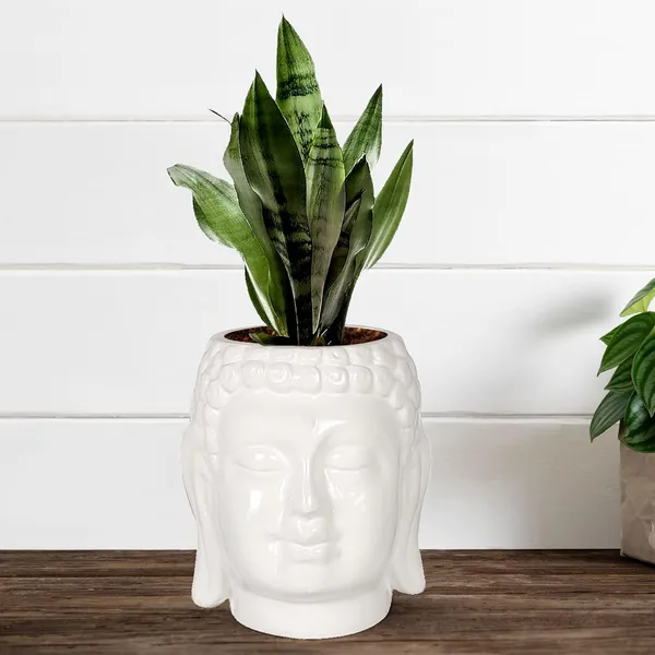 Buddha_6_White_Ceramic_Pots_For_Indoor_Plants,_Planters,_Flower,_Pots,_Gamla,Outdoor,Balcony,Home,Round,Garden,_Office_Decor,Succulent(H_-_15.5_X_D_-_16_Cm)