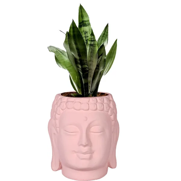 Buddha_6_Pink_Ceramic_Pots_For_Indoor_Plants,_Planters,_Flower,_Pots,_Gamla,Outdoor,Balcony,Home,Round,Garden,_Office_Decor,Succulent(H_-_15.5_X_D_-_16_Cm)