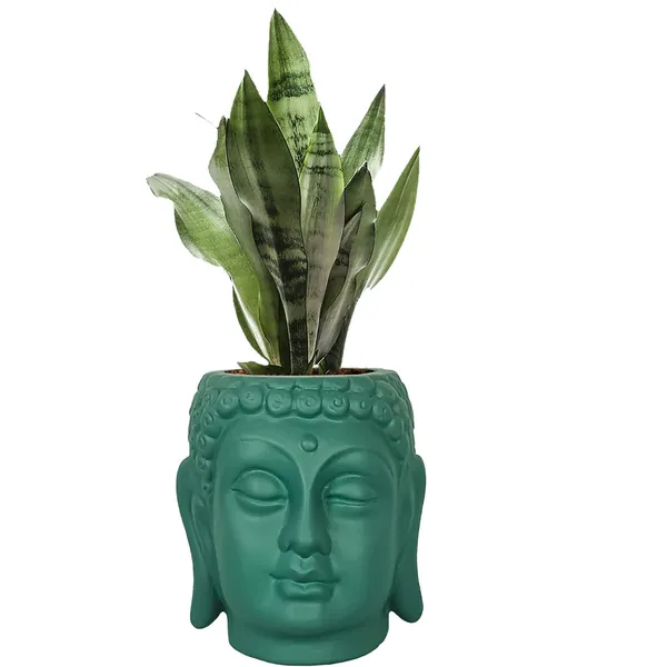 Buddha_6_Deep_Jungle_Ceramic_Pots_For_Indoor_Plants,_Planters,_Flower,_Pots,_Gamla,Outdoor,Balcony,Home,Round,Garden,_Office_Decor,Succulent(H_-_15.5_X_D_-_16_Cm)