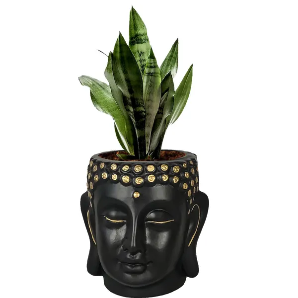 Buddha_6_Black_Gold_Ceramic_Pots_For_Indoor_Plants,_Planters,_Flower,_Pots,_Gamla,Outdoor,Balcony,Home,Round,Garden,_Office_Decor,Succulent(H_-_15.5_X_D_-_16_Cm)