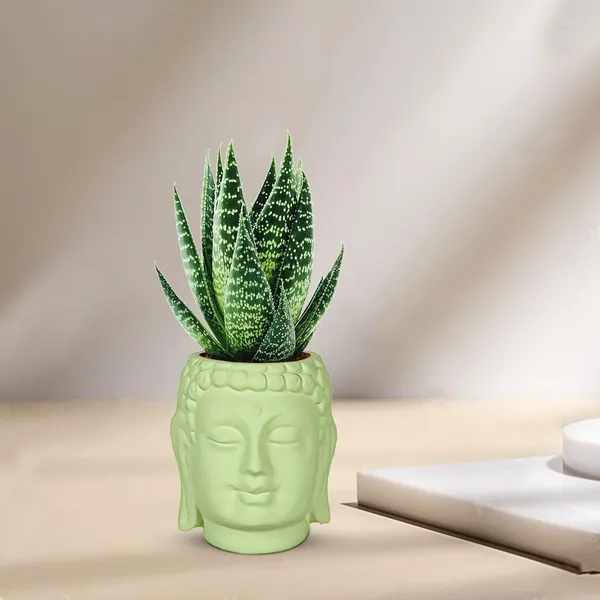 Buddha_3.5_Mint_Ceramic_Pots_For_Indoor_Plants,_Planters,_Flower,_Pots,_Gamla,Outdoor,Balcony,Home,Round,Garden,_Office_Decor,Succulent(H_-_9_X_D_-_8.5_Cm)