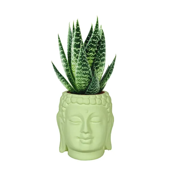 Buddha_3.5_Mint_Ceramic_Pots_For_Indoor_Plants,_Planters,_Flower,_Pots,_Gamla,Outdoor,Balcony,Home,Round,Garden,_Office_Decor,Succulent(H_-_9_X_D_-_8.5_Cm)