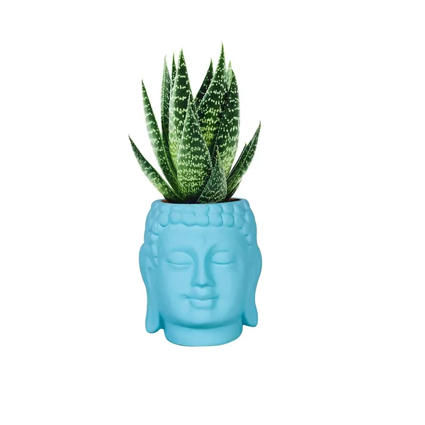 Buddha_3.5_Aqua_Ceramic_Pots_For_Indoor_Plants,_Planters,_Flower,_Pots,_Gamla,Outdoor,Balcony,Home,Round,Garden,_Office_Decor,Succulent(H_-_9_X_D_-_8.5_Cm)