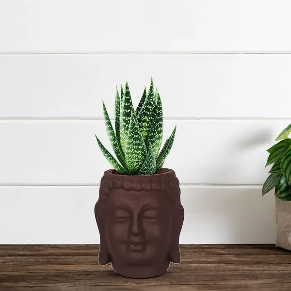 Buddha_3.5_Truffle_Ceramic_Pots_For_Indoor_Plants,_Planters,_Flower,_Pots,_Gamla,Outdoor,Balcony,Home,Round,Garden,_Office_Decor,Succulent(H_-_9_X_D_-_8.5_Cm)