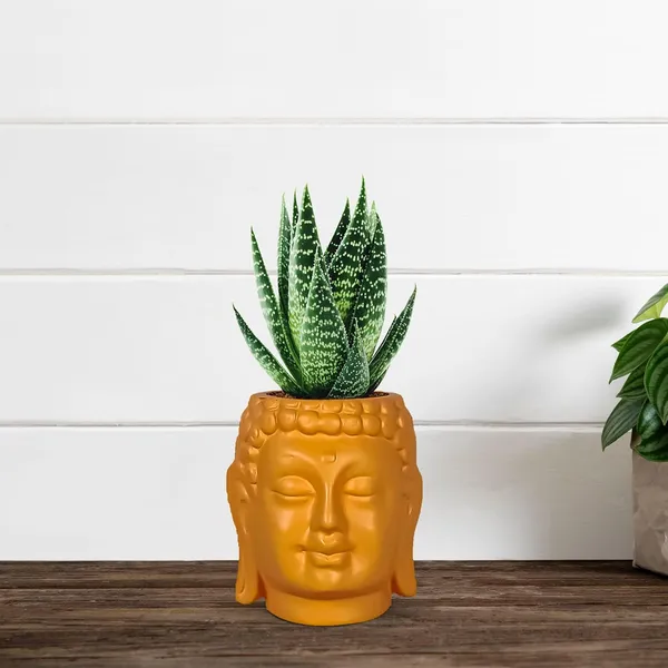 Buddha_3.5_Lily_Ceramic_Pots_For_Indoor_Plants,_Planters,_Flower,_Pots,_Gamla,Outdoor,Balcony,Home,Round,Garden,_Office_Decor,Succulent(H_-_9_X_D_-_8.5_Cm)