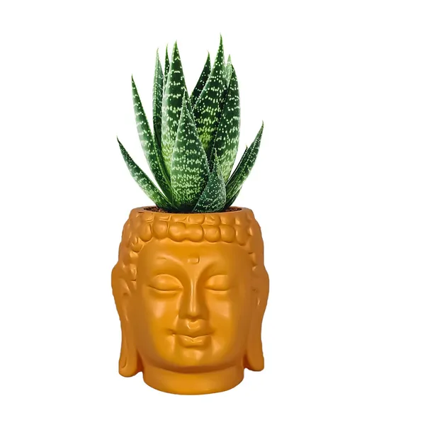 Buddha_3.5_Lily_Ceramic_Pots_For_Indoor_Plants,_Planters,_Flower,_Pots,_Gamla,Outdoor,Balcony,Home,Round,Garden,_Office_Decor,Succulent(H_-_9_X_D_-_8.5_Cm)