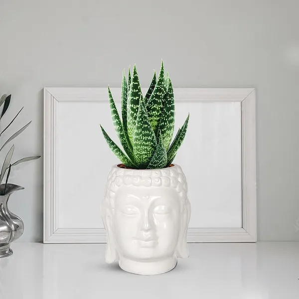 Buddha_3.5_White_Ceramic_Pots_For_Indoor_Plants,_Planters,_Flower,_Pots,_Gamla,Outdoor,Balcony,Home,Round,Garden,_Office_Decor,Succulent(H_-_9_X_D_-_8.5_Cm)