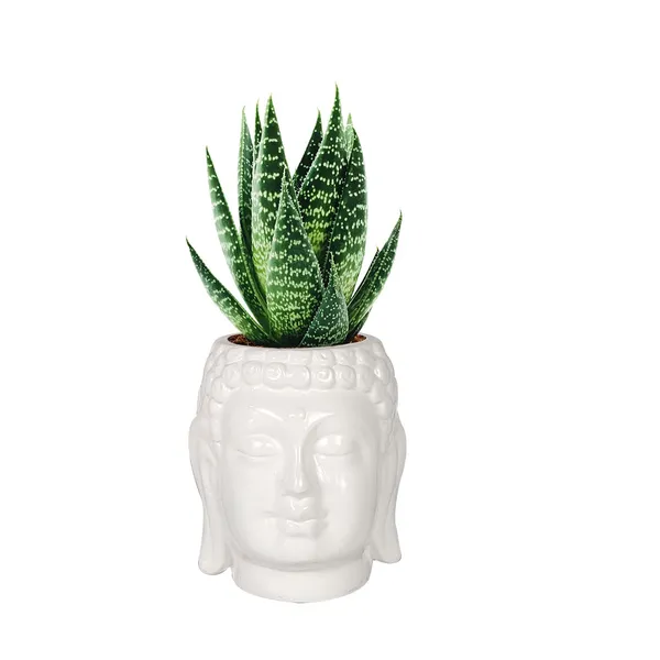 Buddha_3.5_White_Ceramic_Pots_For_Indoor_Plants,_Planters,_Flower,_Pots,_Gamla,Outdoor,Balcony,Home,Round,Garden,_Office_Decor,Succulent(H_-_9_X_D_-_8.5_Cm)