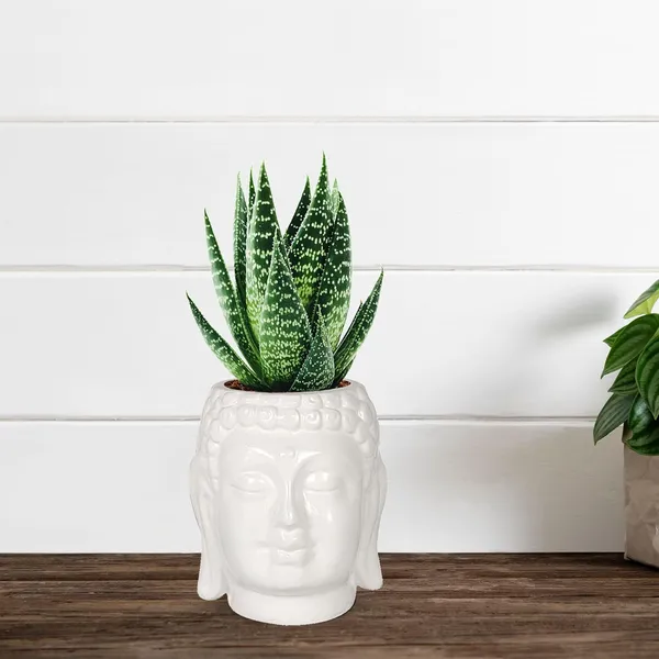 Buddha_3.5_White_Ceramic_Pots_For_Indoor_Plants,_Planters,_Flower,_Pots,_Gamla,Outdoor,Balcony,Home,Round,Garden,_Office_Decor,Succulent(H_-_9_X_D_-_8.5_Cm)