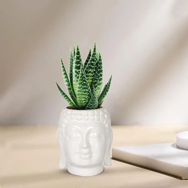 Buddha_3.5_White_Ceramic_Pots_For_Indoor_Plants,_Planters,_Flower,_Pots,_Gamla,Outdoor,Balcony,Home,Round,Garden,_Office_Decor,Succulent(H_-_9_X_D_-_8.5_Cm)