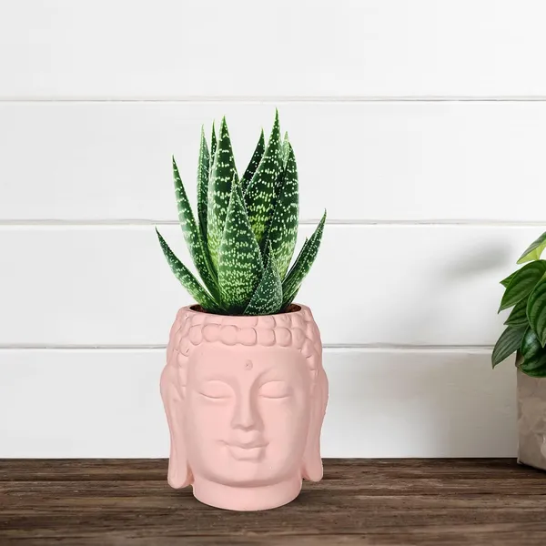 Buddha_3.5_Pink_Ceramic_Pots_For_Indoor_Plants,_Planters,_Flower,_Pots,_Gamla,Outdoor,Balcony,Home,Round,Garden,_Office_Decor,Succulent(H_-_9_X_D_-_8.5_Cm)