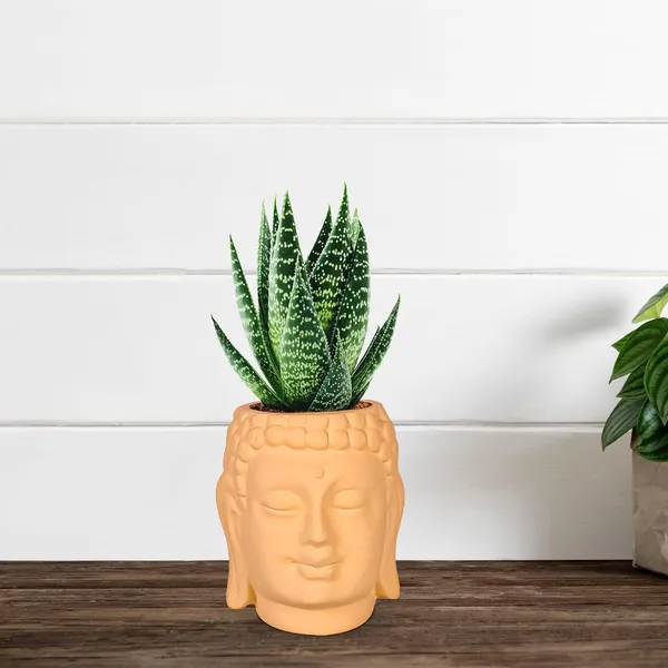 Buddha_3.5_Saffron_Ceramic_Pots_For_Indoor_Plants,_Planters,_Flower,_Pots,_Gamla,Outdoor,Balcony,Home,Round,Garden,_Office_Decor,Succulent(H_-_9_X_D_-_8.5_Cm)