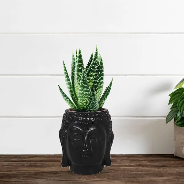 Buddha_3.5_Black_Ceramic_Pots_For_Indoor_Plants,_Planters,_Flower,_Pots,_Gamla,Outdoor,Balcony,Home,Round,Garden,_Office_Decor,Succulent(H_-_9_X_D_-_8.5_Cm)