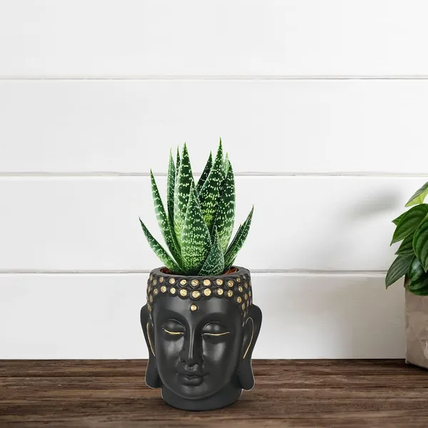 Buddha_3.5_Black_Gold_Ceramic_Pots_For_Indoor_Plants,_Planters,_Flower,_Pots,_Gamla,Outdoor,Balcony,Home,Round,Garden,_Office_Decor,Succulent(H_-_9_X_D_-_8.5_Cm)
