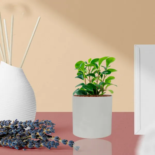 Pi_Pot_3_White_Ceramic_Pots_For_Indoor_Plants,_Planters,_Flower,_Pots,_Gamla,Outdoor,Balcony,Home,Round,Garden,_Office_Decor,Succulent(H_-_10_X_D_-_11_Cm)