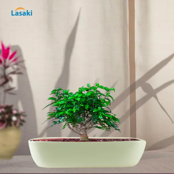 Rectangle_Oblong_Big_White_Ceramic_Pots_For_Indoor_Plants,Bonsai,Planters,Gamla,Outdoor,Balcony,Home,Garden,Office_Decor,Succulent(L_-_31_X_W_-_17.5_X_H_-_6.5_Cm)