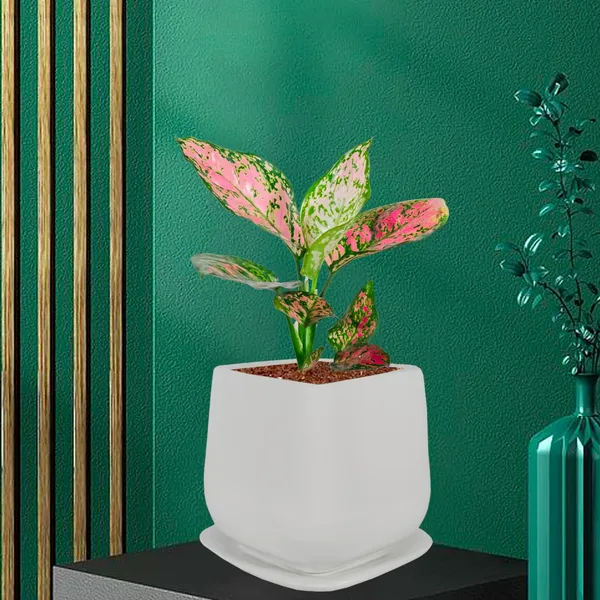 Pearl_Medium_White_With_Plate_Ceramic_Pots_For_Indoor_Plants,Planters,Gamla,Outdoor,Balcony,Home,Square,Garden,Office_Decor,Succulent(L-15_X_W-15_X_H-13.5_Cm)