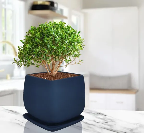 Pearl_Medium_Blue_With_Plate_Ceramic_Pots_For_Indoor_Plants,Planters,Gamla,Outdoor,Balcony,Home,Square,Garden,Office_Decor,Succulent(L-15_X_W-15_X_H-13.5_Cm)