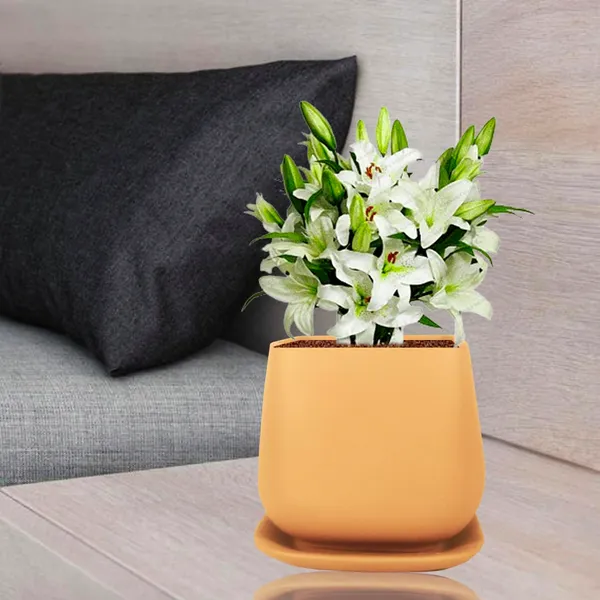 Pearl_Medium_Ginger_With_Plate_Ceramic_Pots_For_Indoor_Plants,Planters,Gamla,Outdoor,Balcony,Home,Square,Garden,Office_Decor,Succulent(L-15_X_W-15_X_H-13.5_Cm)
