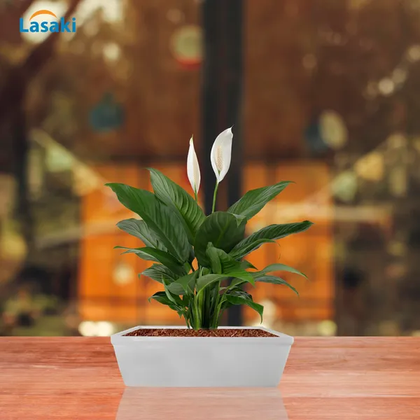 Square_Downey_Small_White_Ceramic_Pots_For_Indoor_Plants,Planters,Gamla,Outdoor,Balcony,Home,Square,Garden,Office_Decor,Succulent(L-20_X_W-20_X_H-7_Cm)