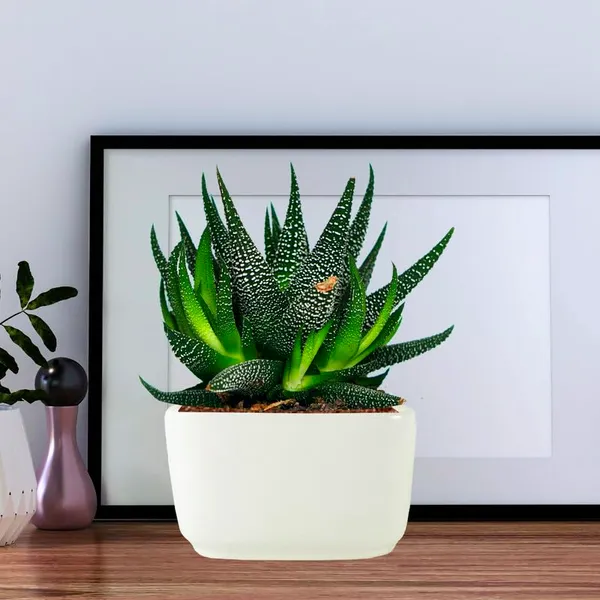 Square_Menon_Big_White_Ceramic_Pots_For_Indoor_Plants,Planters,Gamla,Outdoor,Balcony,Home,Square,Garden,Office_Decor,Succulent(L-16_X_W-16_X_H-9.5_Cm)