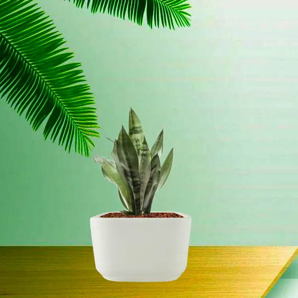 Square_Menon_Medium_White_Ceramic_Pots_For_Indoor_Plants,Planters,Gamla,Outdoor,Balcony,Home,Square,Garden,Office_Decor,Succulent(L-12_X_W-12_X_H-7.5_Cm)