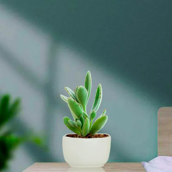 Square_Menon_Small_White_Ceramic_Pots_For_Indoor_Plants,Planters,Gamla,Outdoor,Balcony,Home,Square,Garden,Office_Decor,Succulent(L-9_X_W-9_X_H-6_Cm)