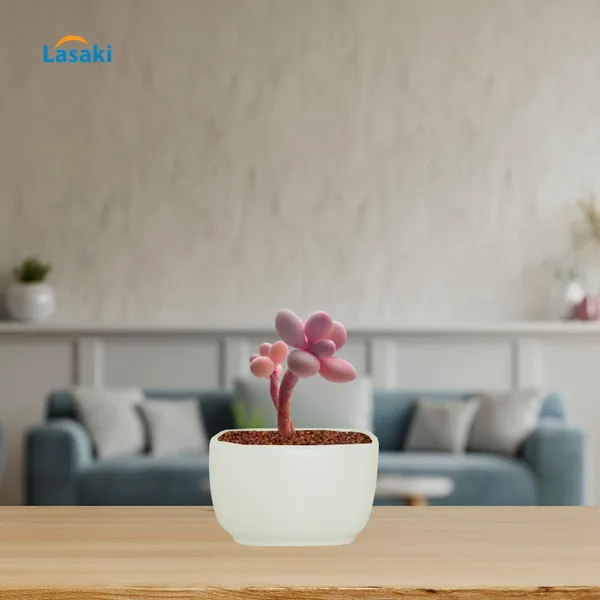 Square_Menon_Small_White_Ceramic_Pots_For_Indoor_Plants,Planters,Gamla,Outdoor,Balcony,Home,Square,Garden,Office_Decor,Succulent(L-9_X_W-9_X_H-6_Cm)