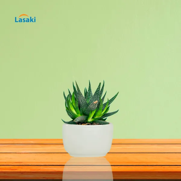 Square_Menon_Small_White_Ceramic_Pots_For_Indoor_Plants,Planters,Gamla,Outdoor,Balcony,Home,Square,Garden,Office_Decor,Succulent(L-9_X_W-9_X_H-6_Cm)