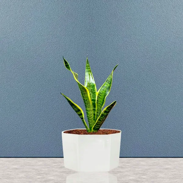 Hexagon_White_Ceramic_Pots_For_Indoor_Plants,Planters,Gamla,Outdoor,Balcony,Home,Square,Garden,Office_Decor,Succulent(L-12.5_X_W-12.5_X_H-8_Cm)