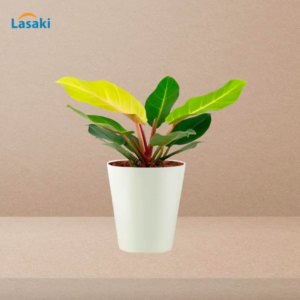 Glass_White_Ceramic_Pots_For_Indoor_Plants,_Planters,Gamla,Outdoor,Balcony,Home,Round,Garden,_Office_Decor,Succulent(H_-_12.5_X_D_-_11.5_Cm)
