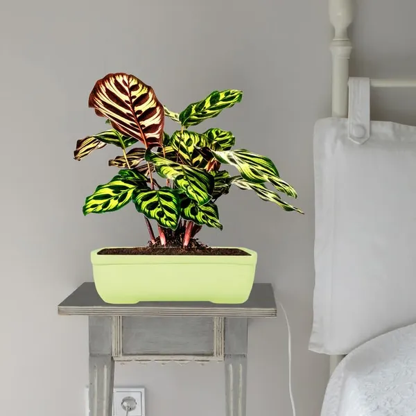 Rectangle_Mint_Rec003_Ceramic_Pots_For_Indoor_Plants,Bonsai,Planters,Gamla,Outdoor,Balcony,Home,Garden,Office_Decor,Succulent(L_-_20_X_W_-_13_X_H_-_6.5_Cm)