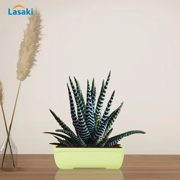 Rectangle_Mint_Rec003_Ceramic_Pots_For_Indoor_Plants,Bonsai,Planters,Gamla,Outdoor,Balcony,Home,Garden,Office_Decor,Succulent(L_-_20_X_W_-_13_X_H_-_6.5_Cm)