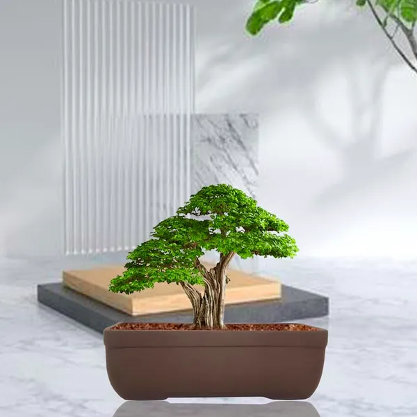 Rectangle_Truffle_Rec003_Ceramic_Pots_For_Indoor_Plants,Bonsai,Planters,Gamla,Outdoor,Balcony,Home,Garden,Office_Decor,Succulent(L_-_20_X_W_-_13_X_H_-_6.5_Cm)