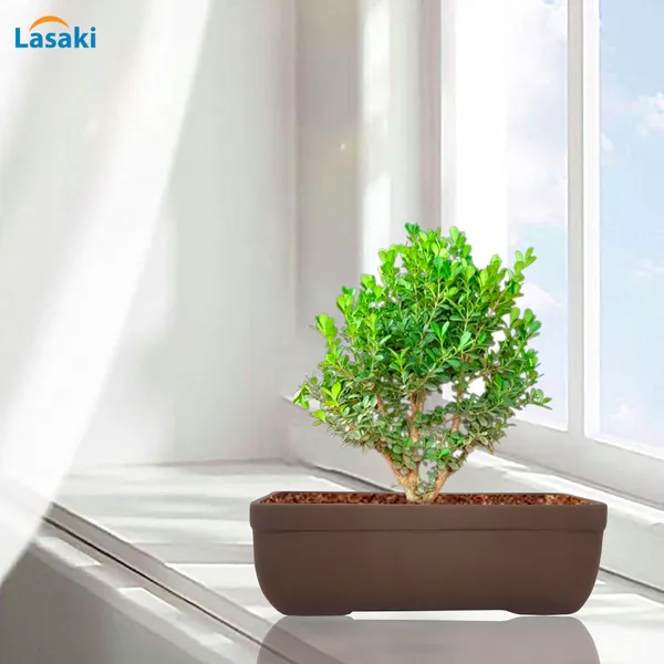Rectangle_Truffle_Rec003_Ceramic_Pots_For_Indoor_Plants,Bonsai,Planters,Gamla,Outdoor,Balcony,Home,Garden,Office_Decor,Succulent(L_-_20_X_W_-_13_X_H_-_6.5_Cm)