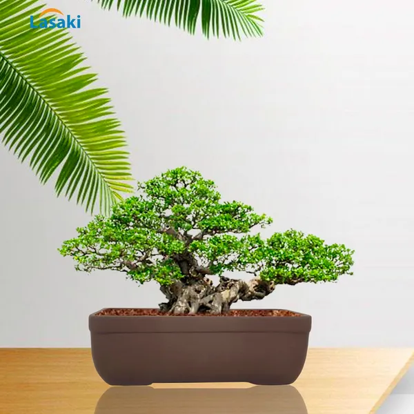 Rectangle_Truffle_Rec003_Ceramic_Pots_For_Indoor_Plants,Bonsai,Planters,Gamla,Outdoor,Balcony,Home,Garden,Office_Decor,Succulent(L_-_20_X_W_-_13_X_H_-_6.5_Cm)