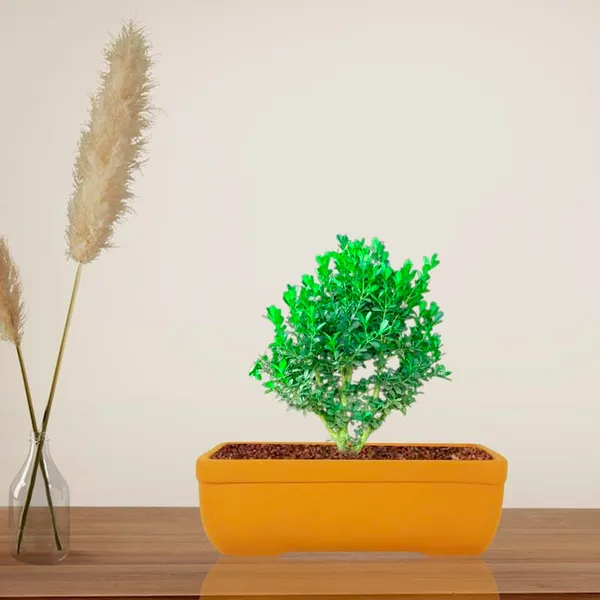 Rectangle_Lily_Rec003_Ceramic_Pots_For_Indoor_Plants,Bonsai,Planters,Gamla,Outdoor,Balcony,Home,Garden,Office_Decor,Succulent(L_-_20_X_W_-_13_X_H_-_6.5_Cm)