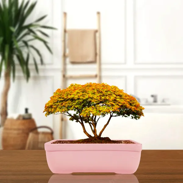 Rectangle_Pink_Rec003_Ceramic_Pots_For_Indoor_Plants,Bonsai,Planters,Gamla,Outdoor,Balcony,Home,Garden,Office_Decor,Succulent(L_-_20_X_W_-_13_X_H_-_6.5_Cm)