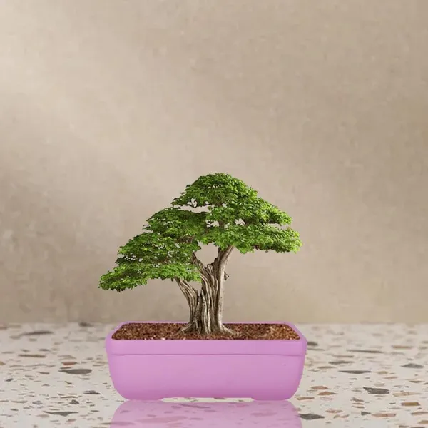 Rectangle_Purple_Rec003_Ceramic_Pots_For_Indoor_Plants,Bonsai,Planters,Gamla,Outdoor,Balcony,Home,Garden,Office_Decor,Succulent(L_-_20_X_W_-_13_X_H_-_6.5_Cm)