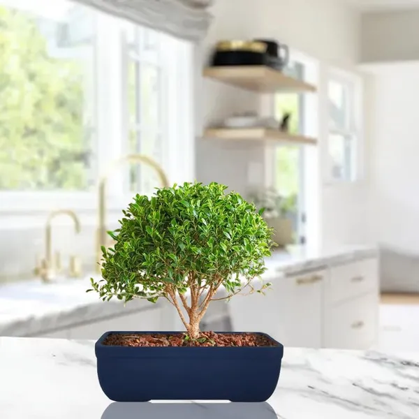 Rectangle_Blue_Rec003_Ceramic_Pots_For_Indoor_Plants,Bonsai,Planters,Gamla,Outdoor,Balcony,Home,Garden,Office_Decor,Succulent(L_-_20_X_W_-_13_X_H_-_6.5_Cm)