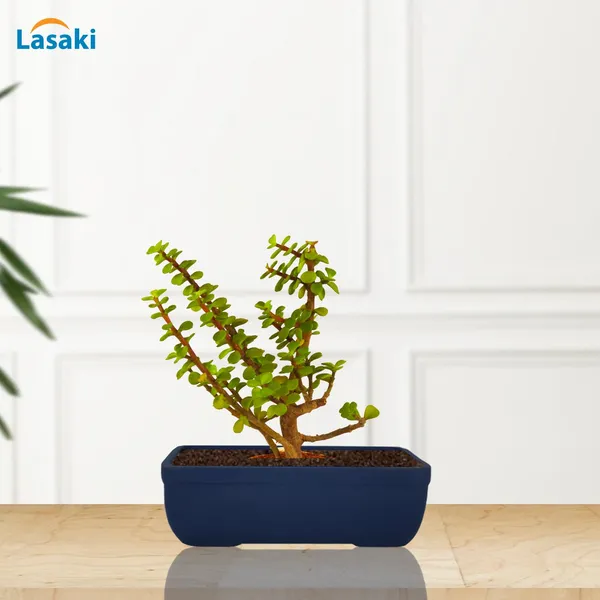 Rectangle_Blue_Rec003_Ceramic_Pots_For_Indoor_Plants,Bonsai,Planters,Gamla,Outdoor,Balcony,Home,Garden,Office_Decor,Succulent(L_-_20_X_W_-_13_X_H_-_6.5_Cm)